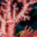 coral_soft_vr_v_0705_png0969.jpg